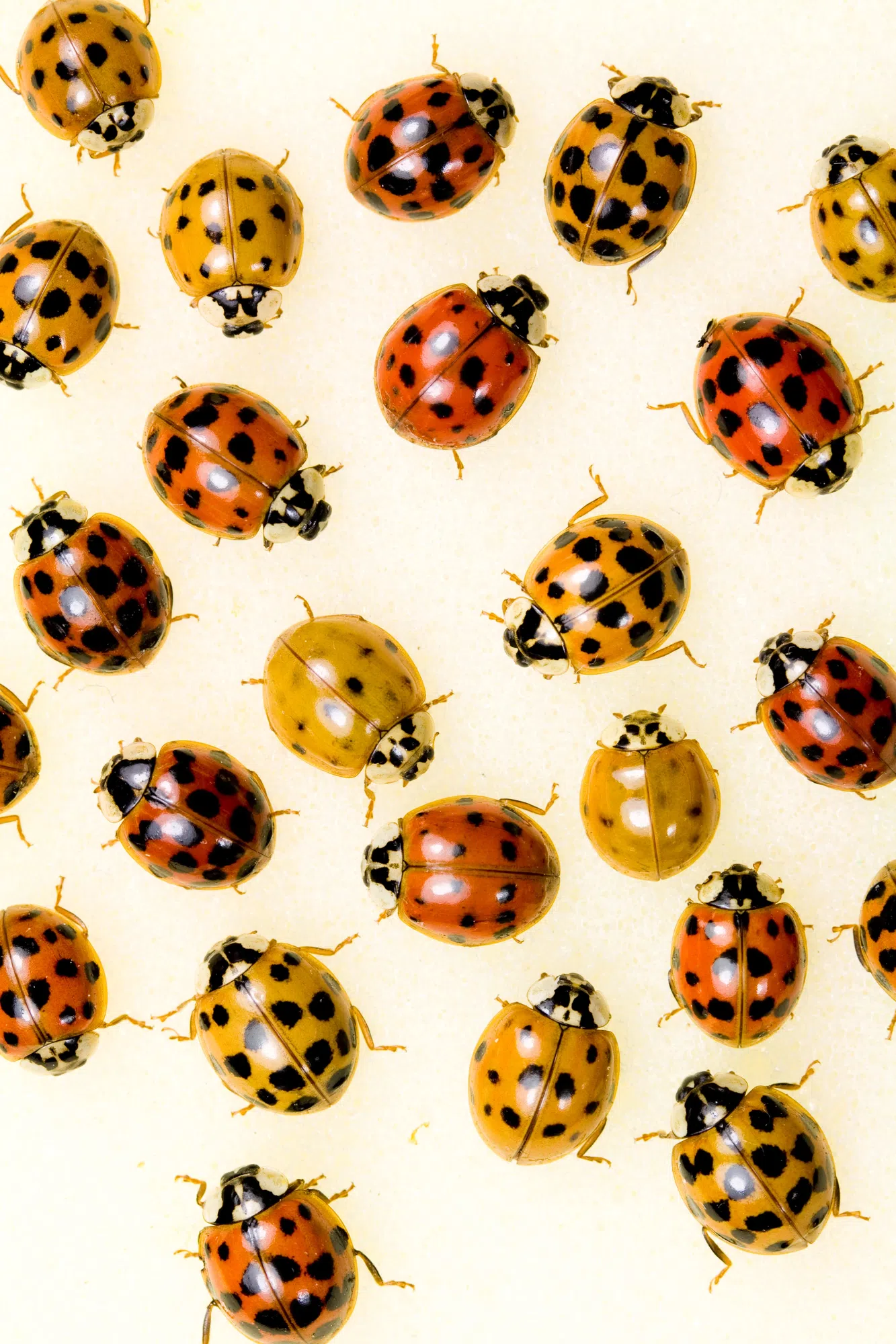 The Non Ladybugs Are Back! Here's How To Get Rid Of Them