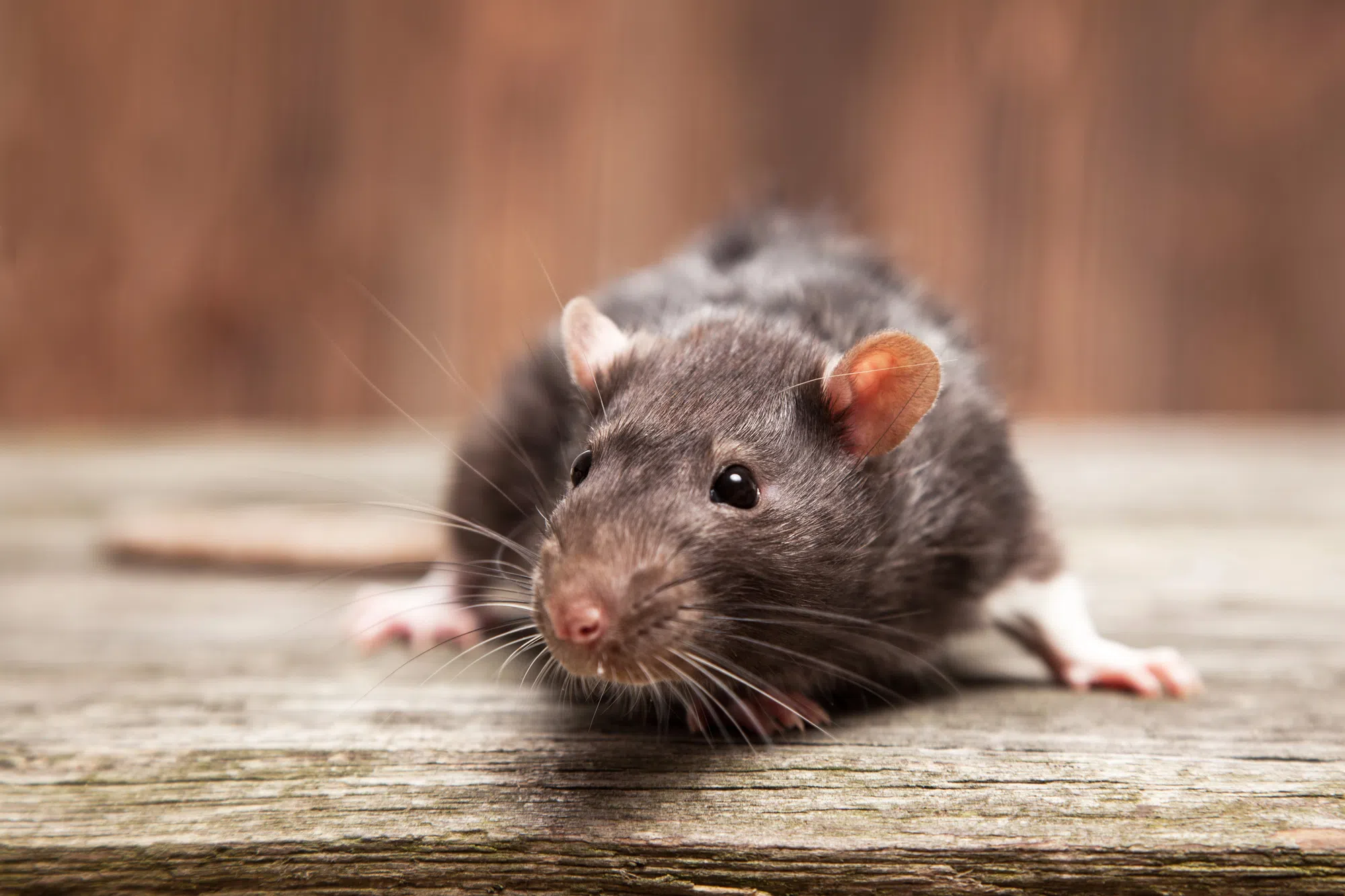 Here's The "Rattiest" Towns In The Maritimes!