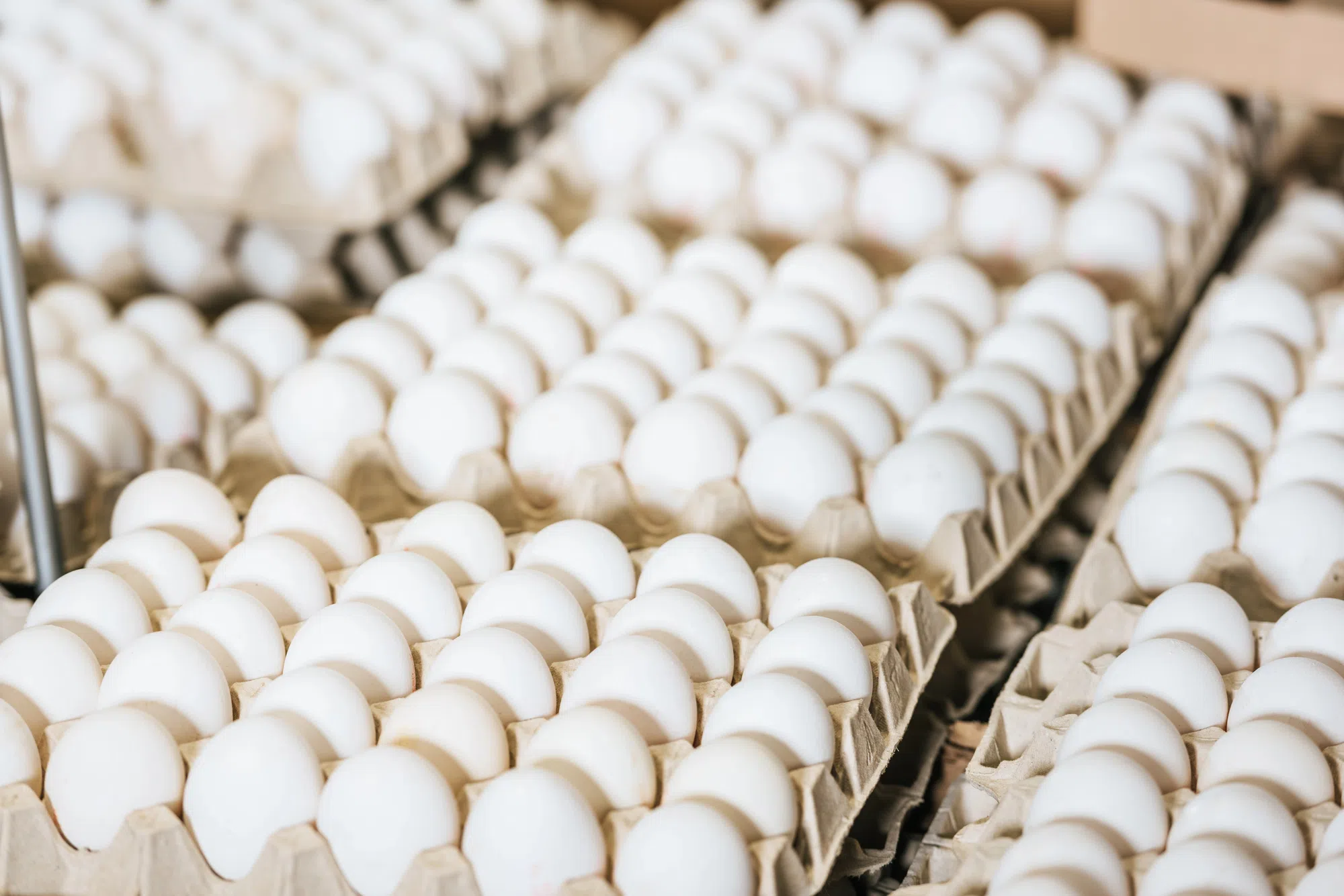 Eggs recalled due to Salmonella