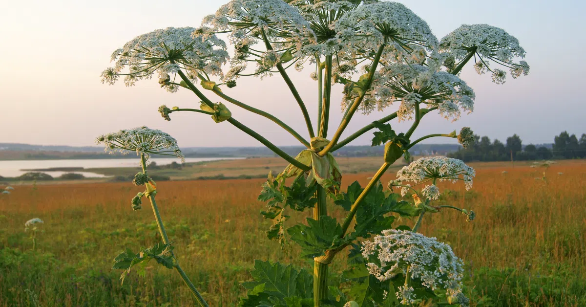 These Are The Most Dangerous Plants In Nova Scotia