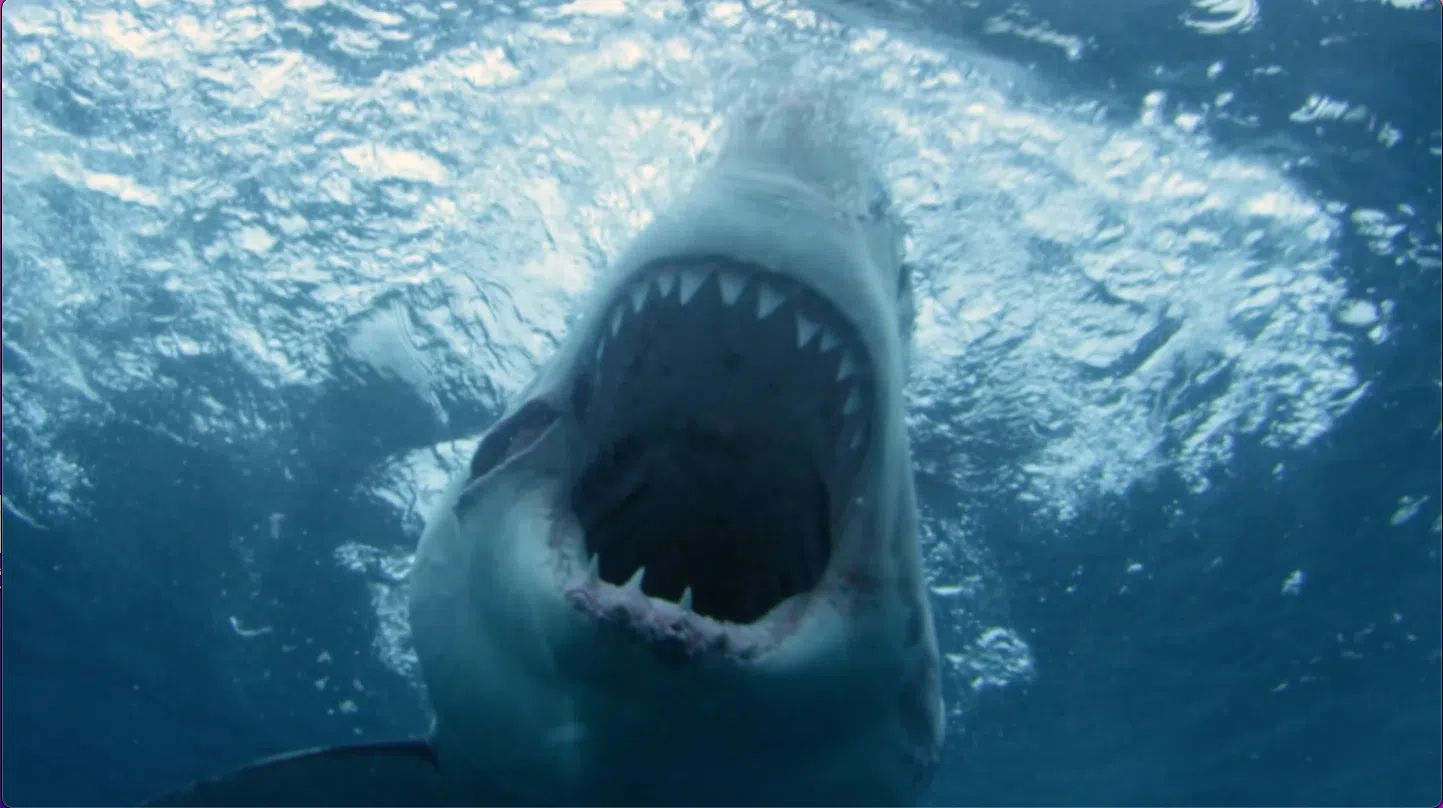 Shark Week Will Have A Nova Scotia Twist This Year
