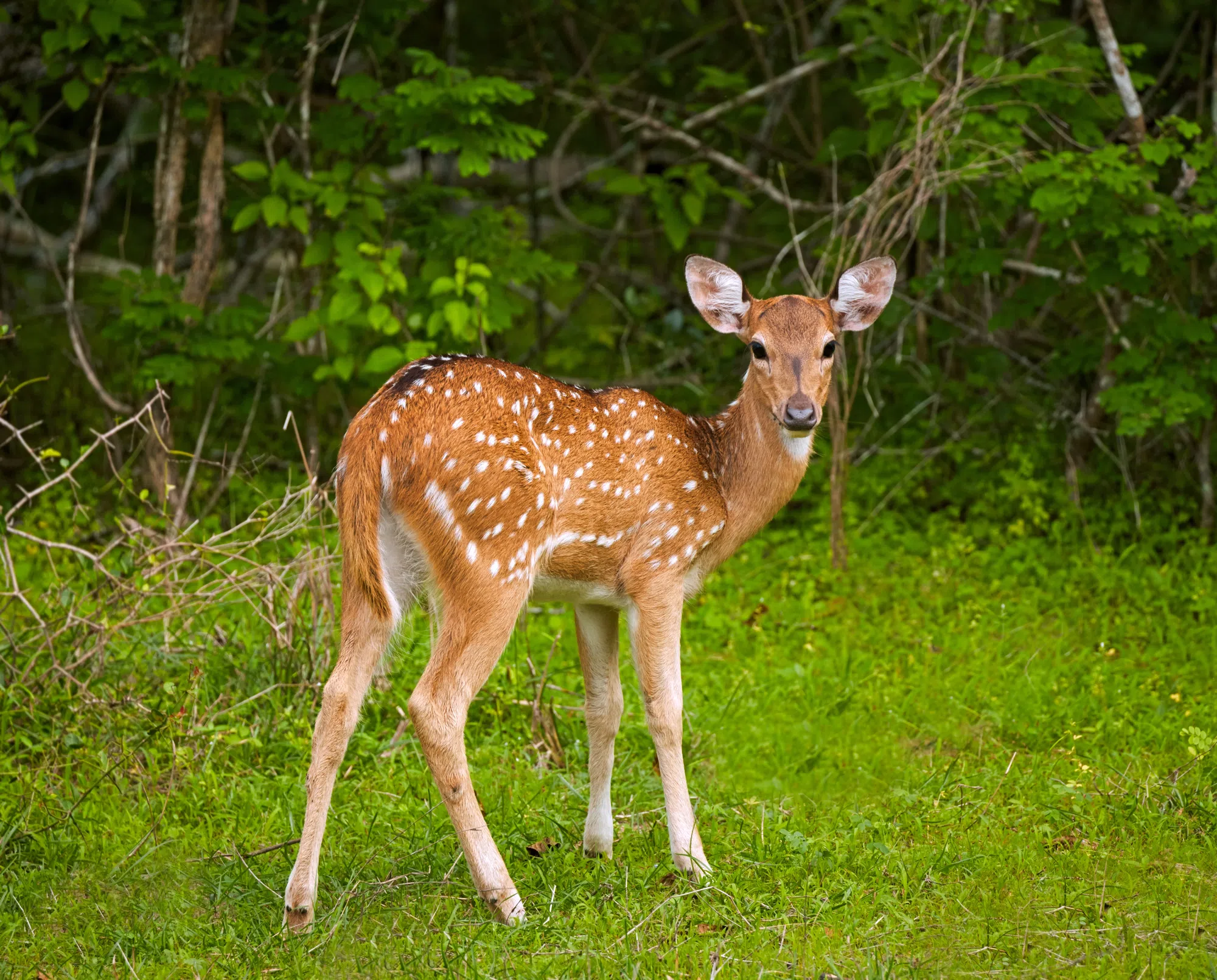 Bambi Was a Bluenoser: How a Nova Scotia Deer Inspired a Disney Classic