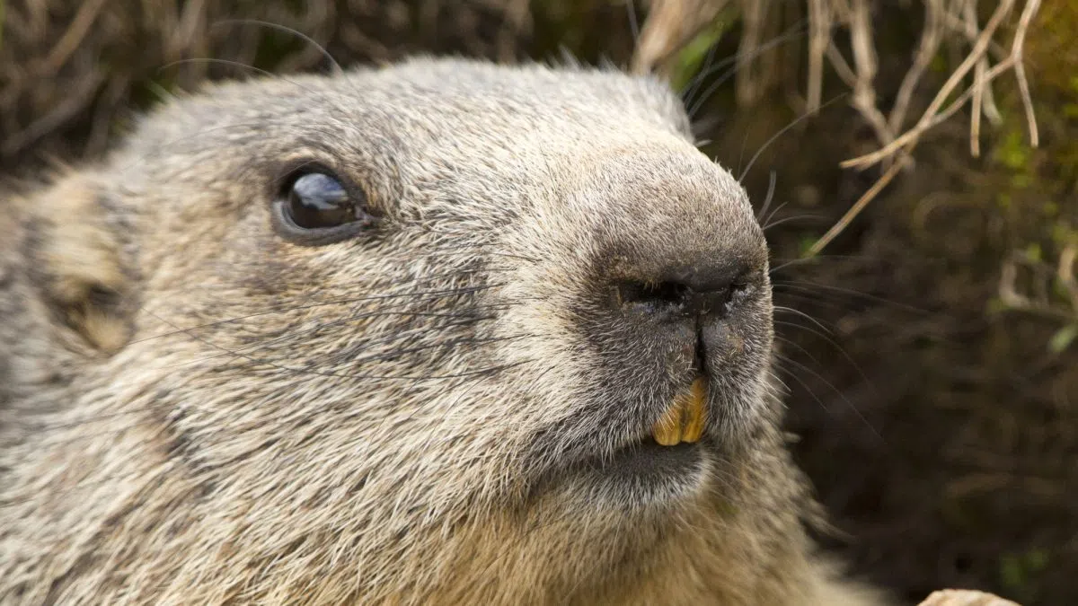 The Math Behind Groundhog Day