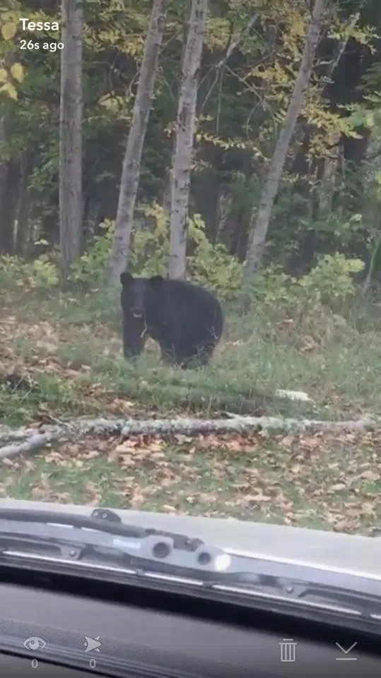 Bears Spotted In Fort Frances