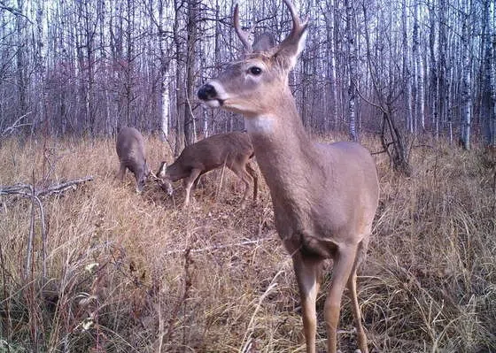 Deer Hunting Numbers Up
