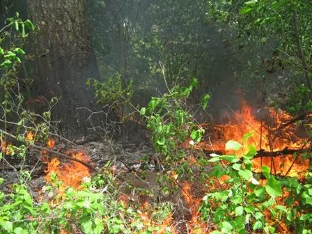 Forest Fire Hazard Inches Up