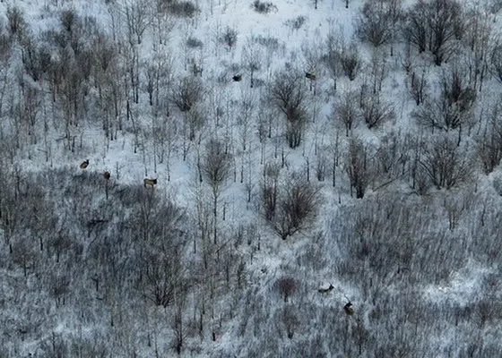 More Elk Spotted