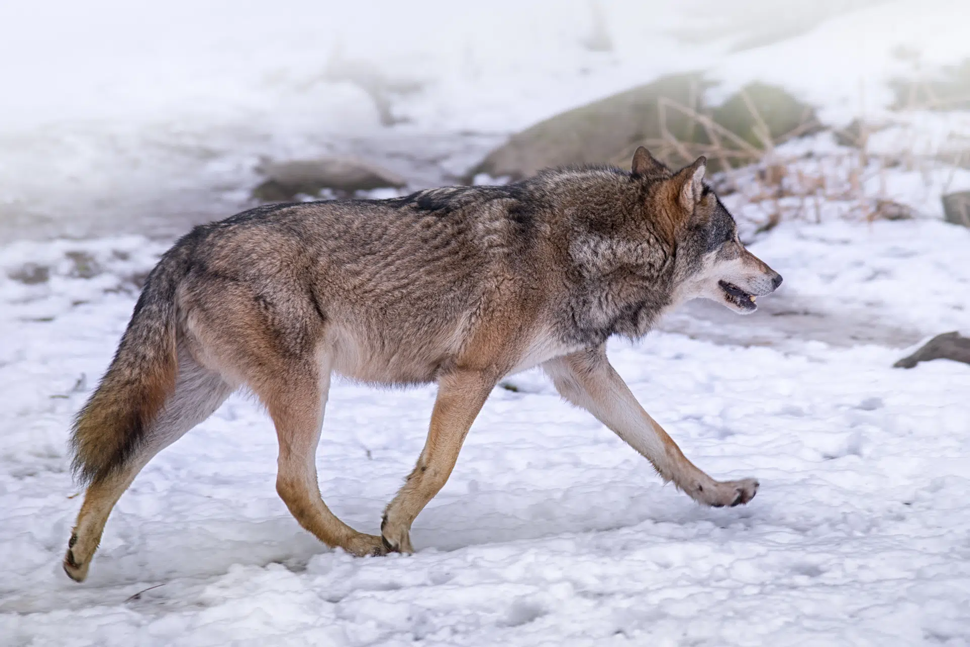 Wolves Spotted In Fort Frances