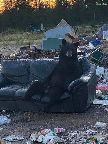 Bear Sits On A Couch At The Dump And A Listener HILARIOUSLY Captions The Picture