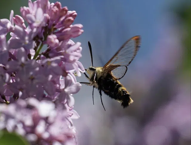 Clear Winged Hummingbird Moth