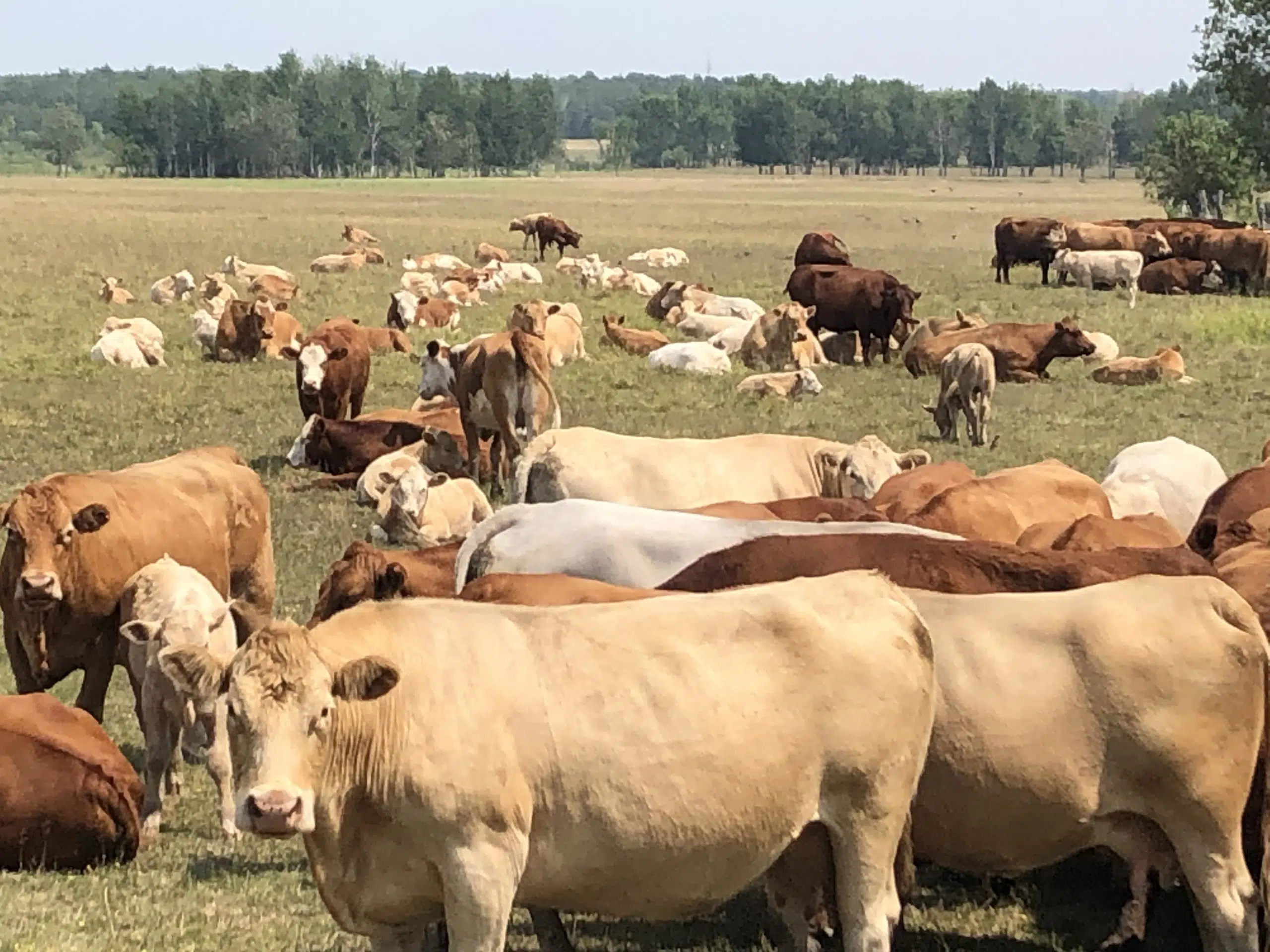 Cattle Producers Meet With Provincial Minister