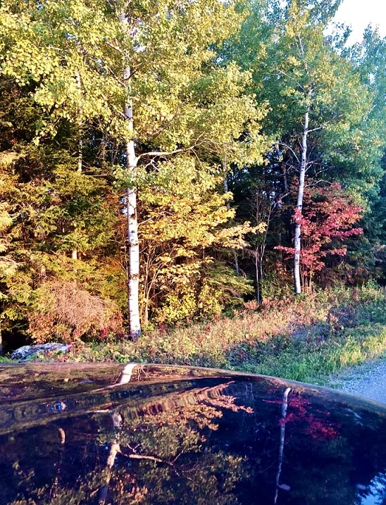 Beautiful Reflections Of The Colours During A Fall Drive