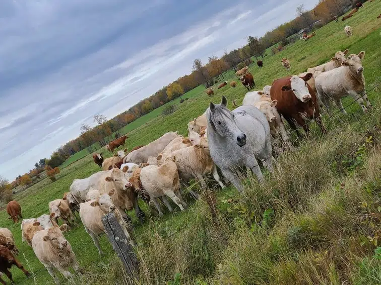 A Peaceful Herd
