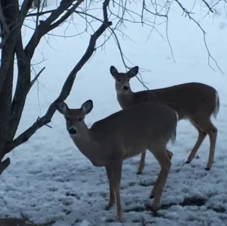 Deer During The Last Days Of Winter Weather