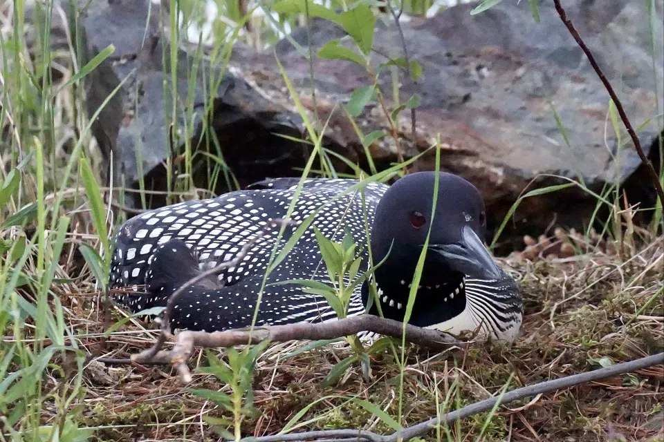 A Loon On The Shore