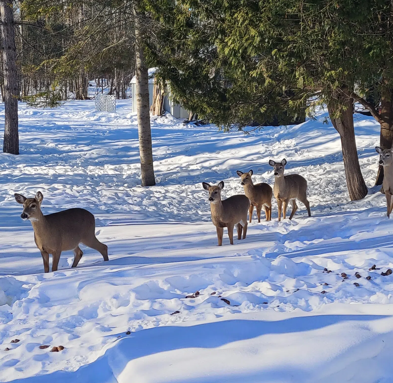 Deer In The Snow