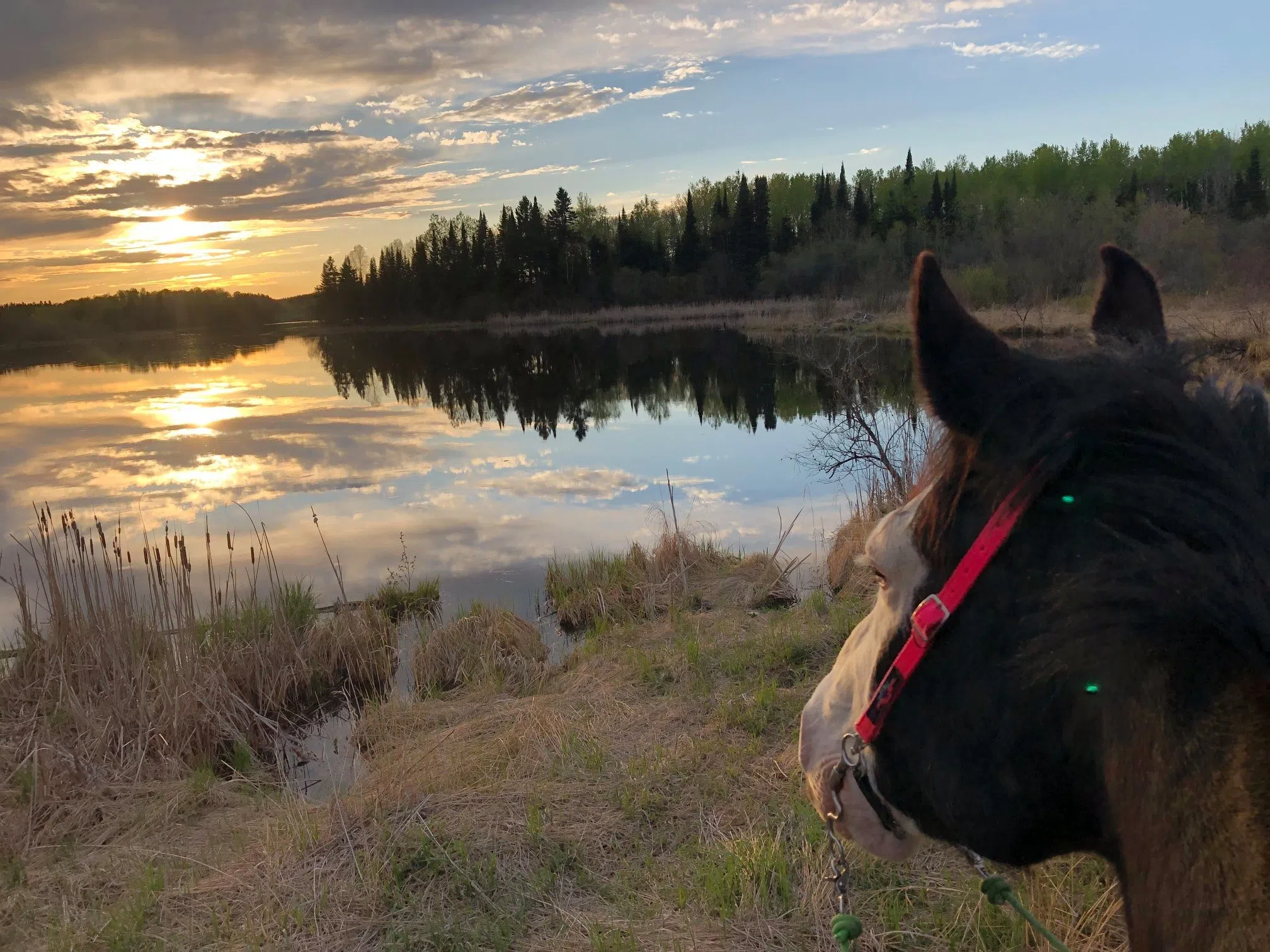 Wabigoon Lake with Gunner