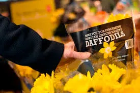 Cancer Society Launches Daffodil Campaign
