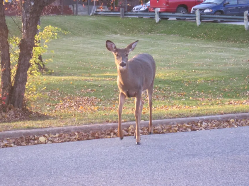 Urban Deer CKDR News Poll Results