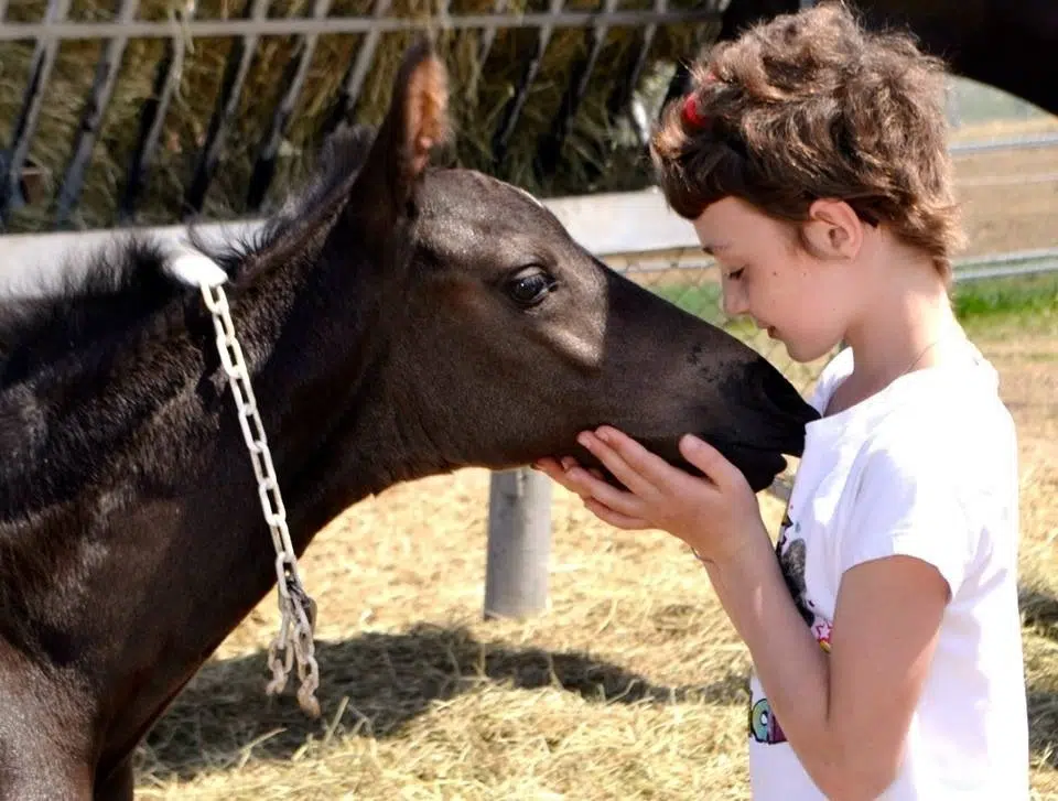 Children Invited To Name New RCMP Foals