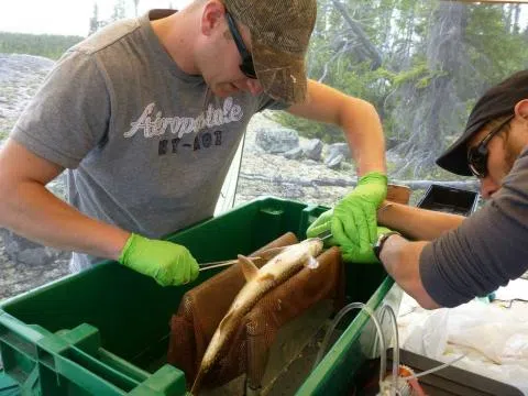 Regional Lake Trout Population Study Released
