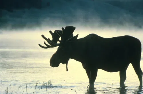 Mom Scolds Moose in Alaska