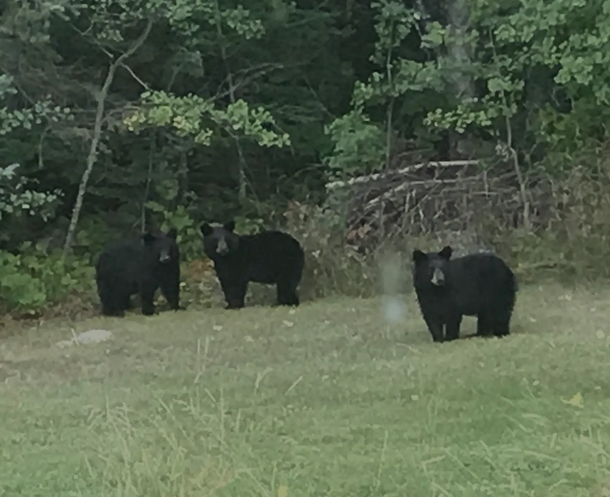 Bear Attack In Kenora Area