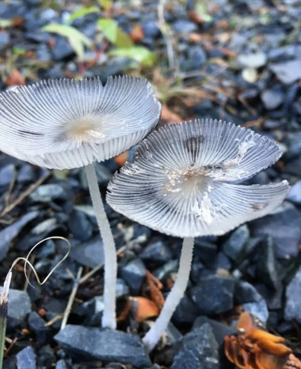 Fall Changes On The Forest Floor