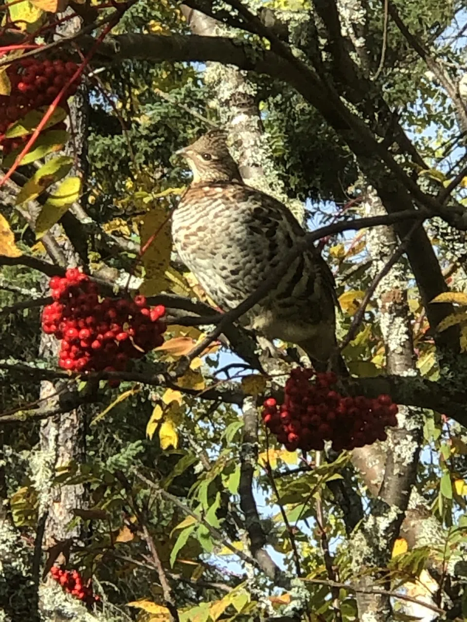 An Ear Falls Visitor