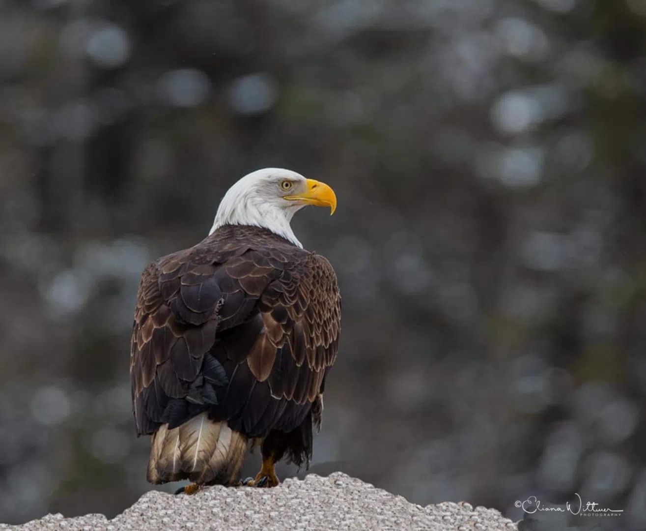 Bird Of Prey