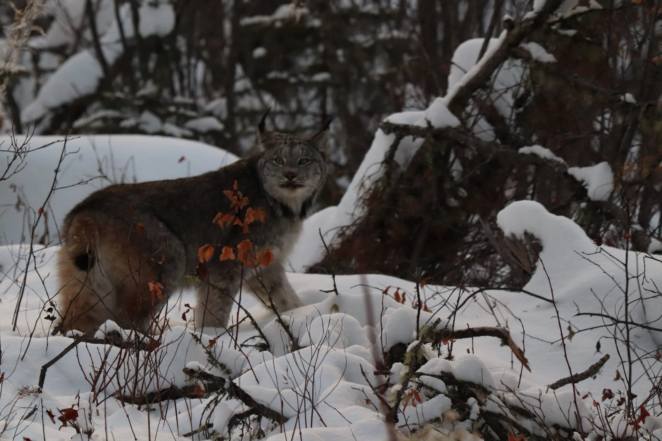 Lynx