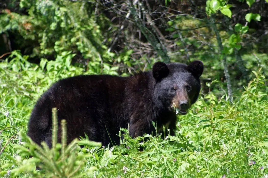 Possible Return Of Spring Bear Hunt