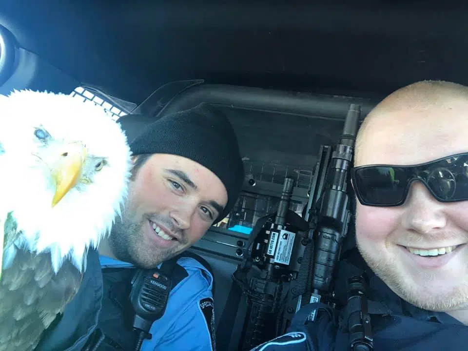 Dryden Police Help Care For Bald Eagle