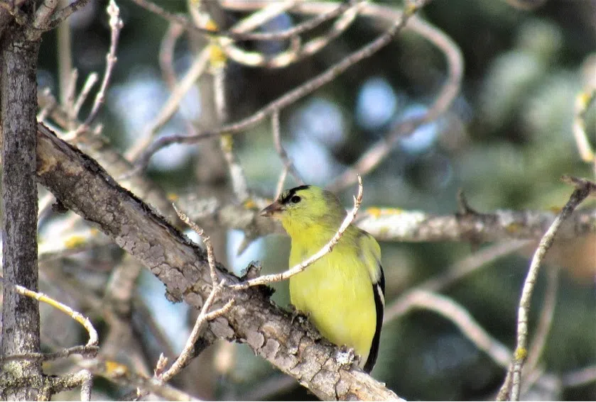 A Spring Beauty