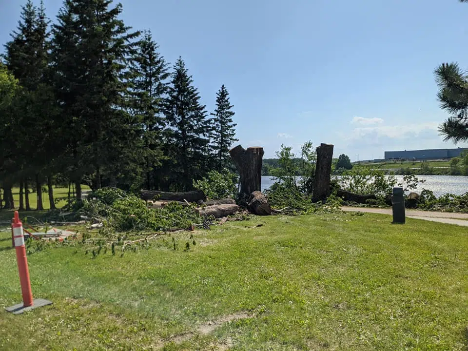 Two Old Trees Being Removed From Cooper Park