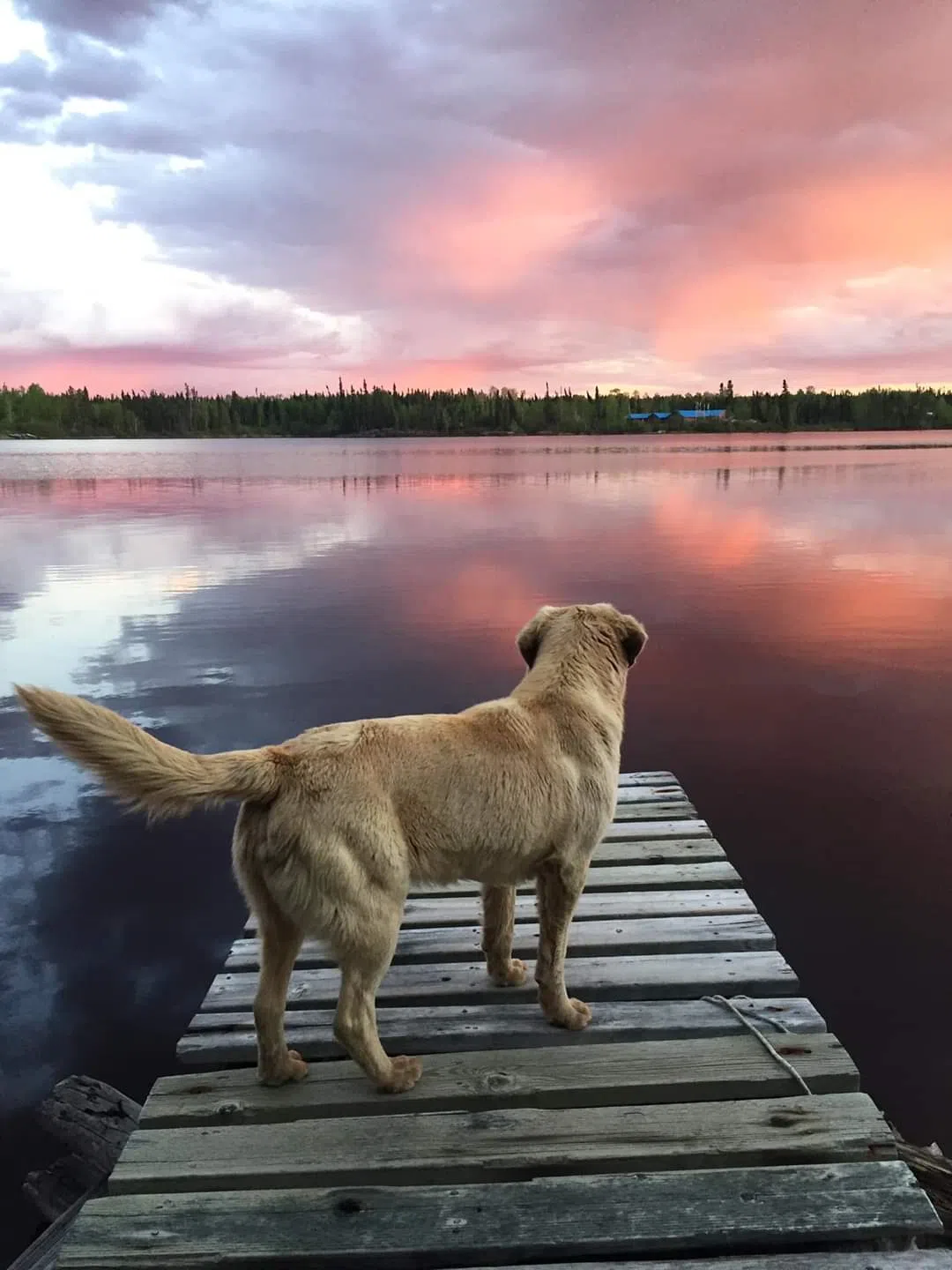 Dog Days Of Summer