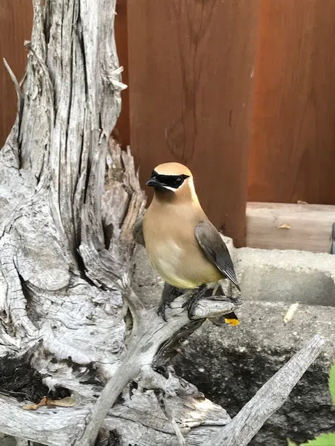 Feathered Friend