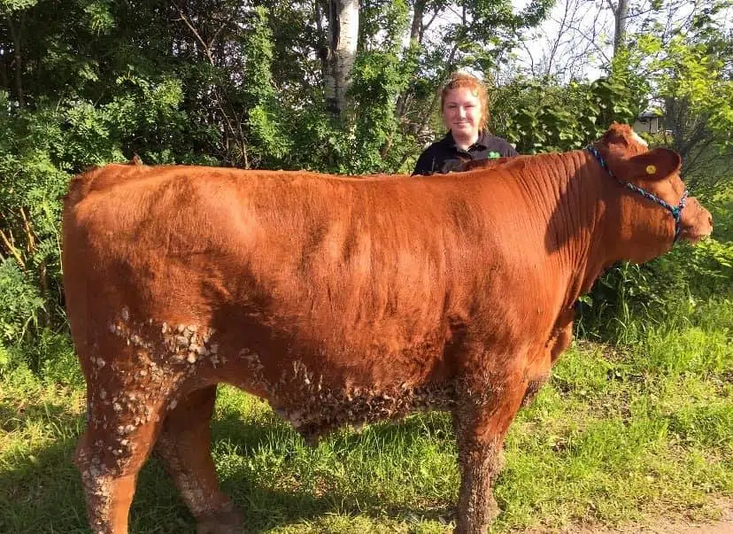 The Rare Steakout 4-H Beef Club 'Meating' New Challenges