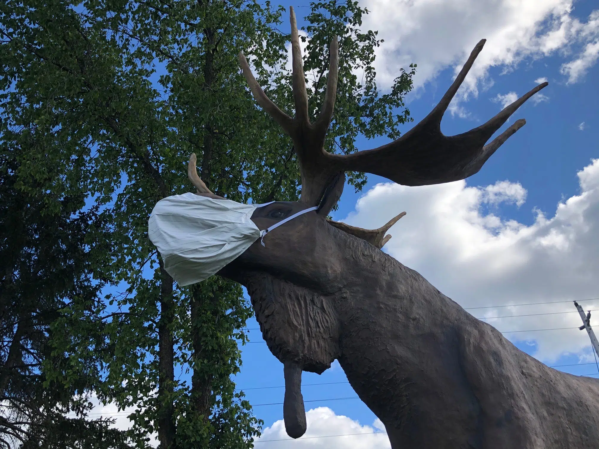 VIDEO: Dryden's Max the Moose gets Masked