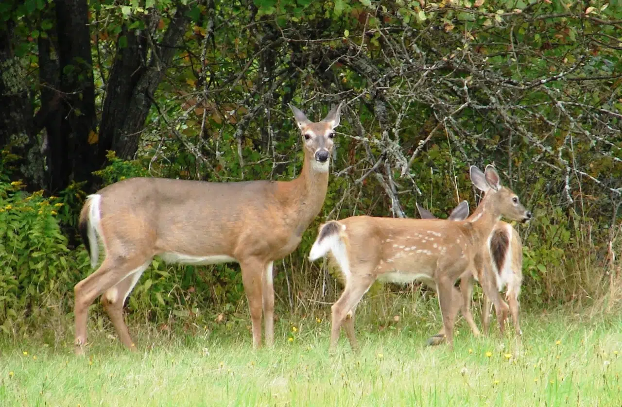 New Fines For Feeding Wildlife