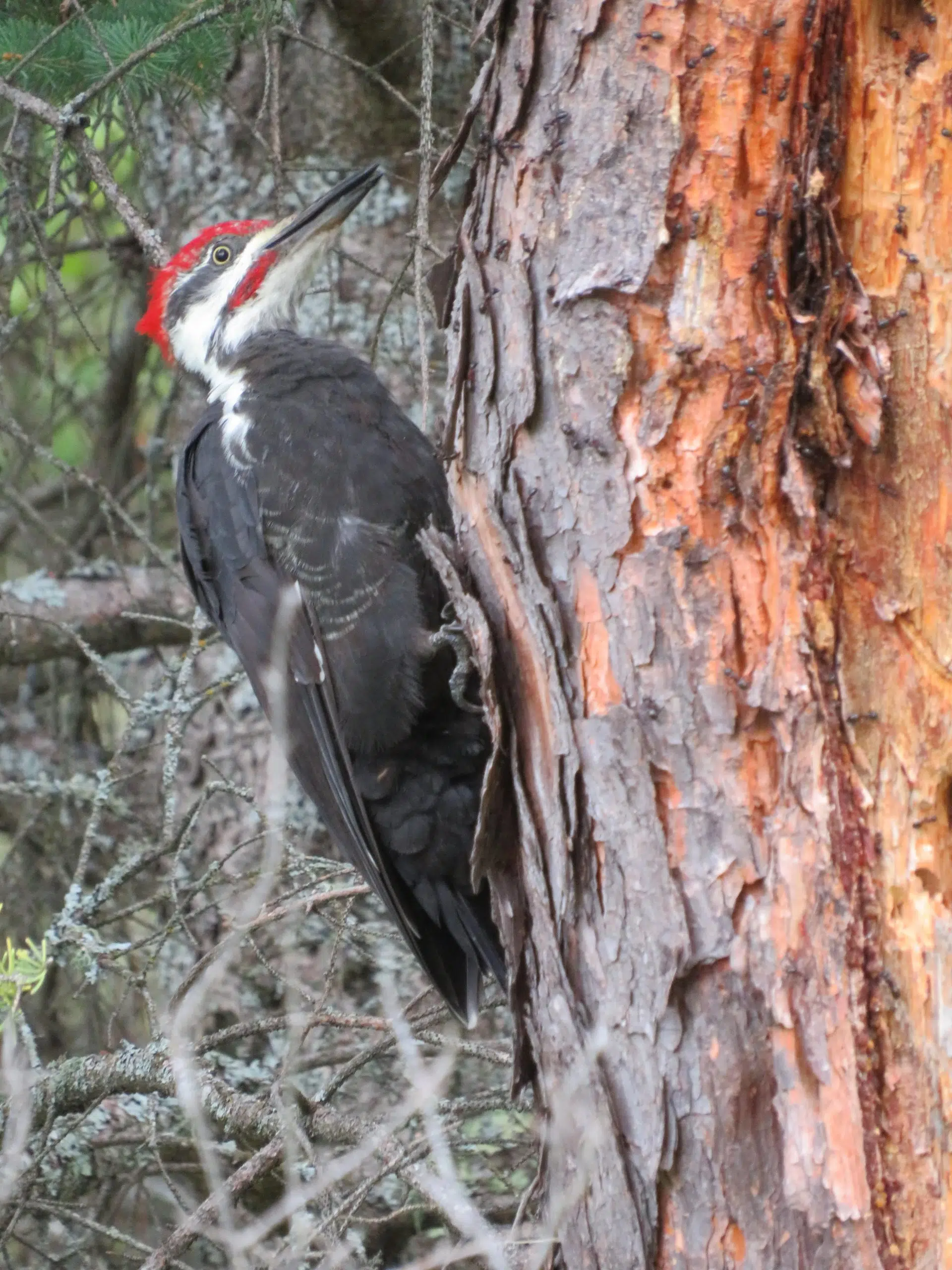 Woody Woodpecker?