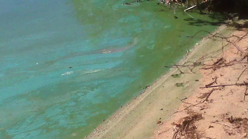 Possible Blue-Green Algae On Areas Of Wabigoon lake
