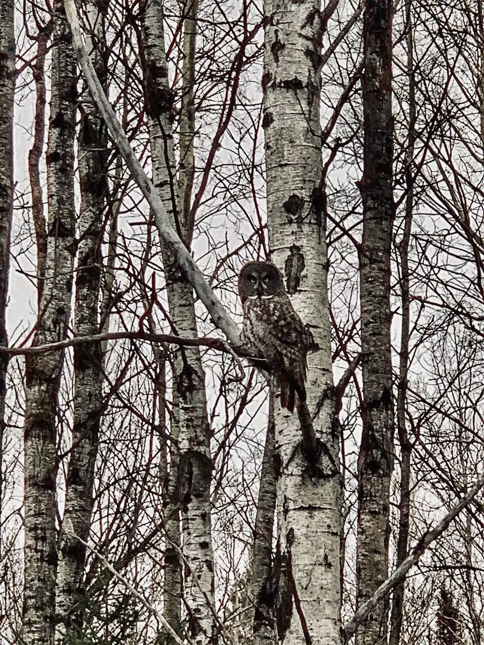 Whoooo Are You Looking At?