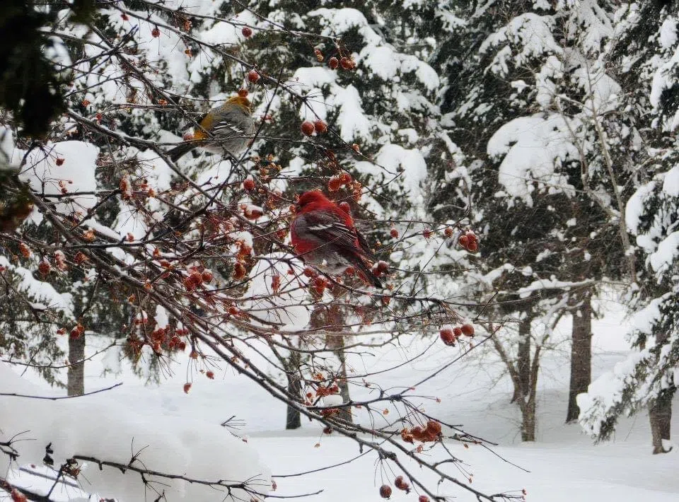 Maple Road Visitors