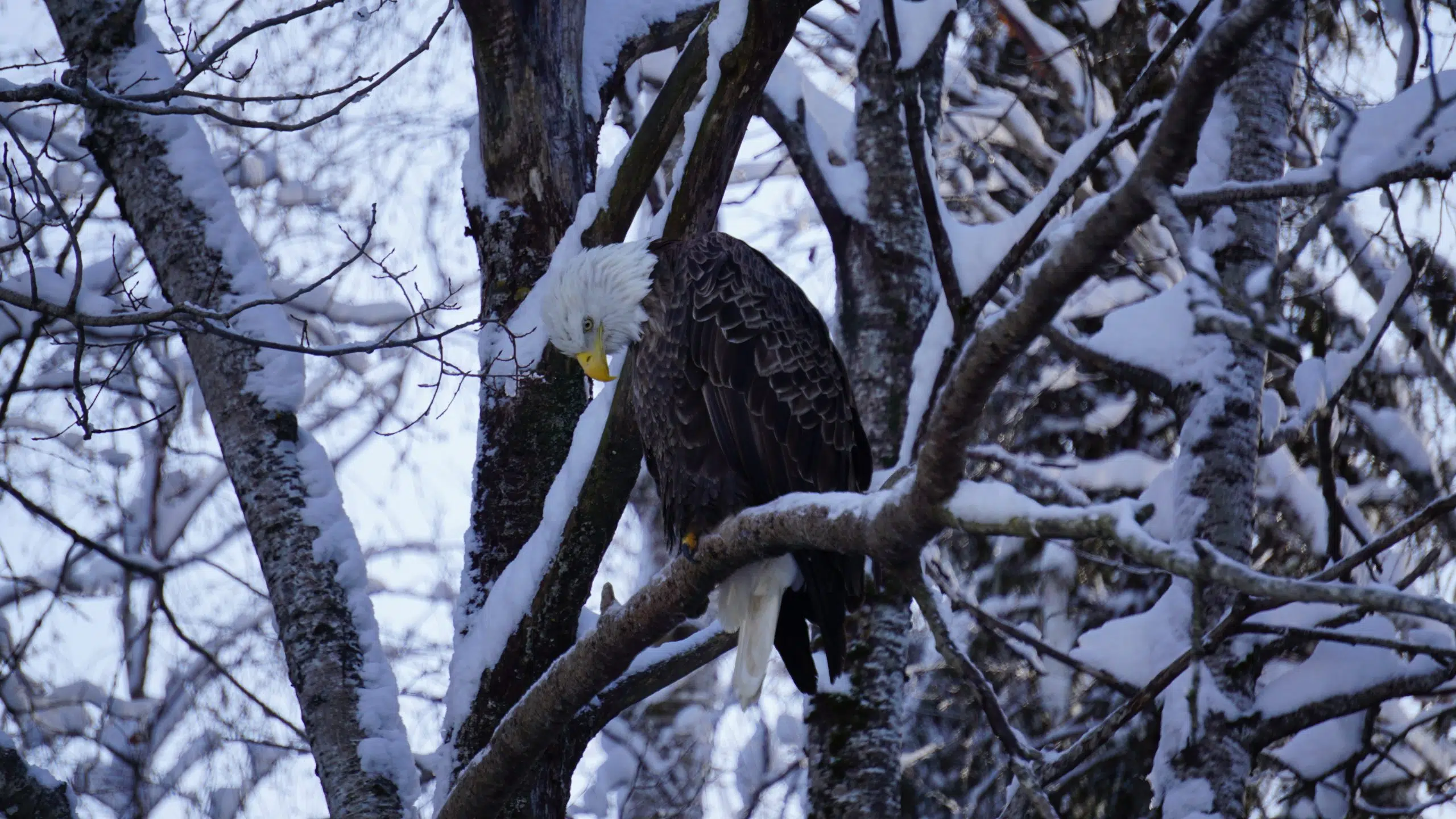 Looking For Breakfast Or Sleeping?