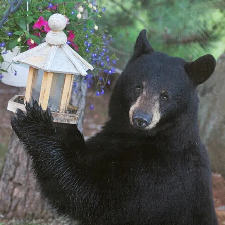 Spring Time Means Bear Time; Tips To Stay Safe