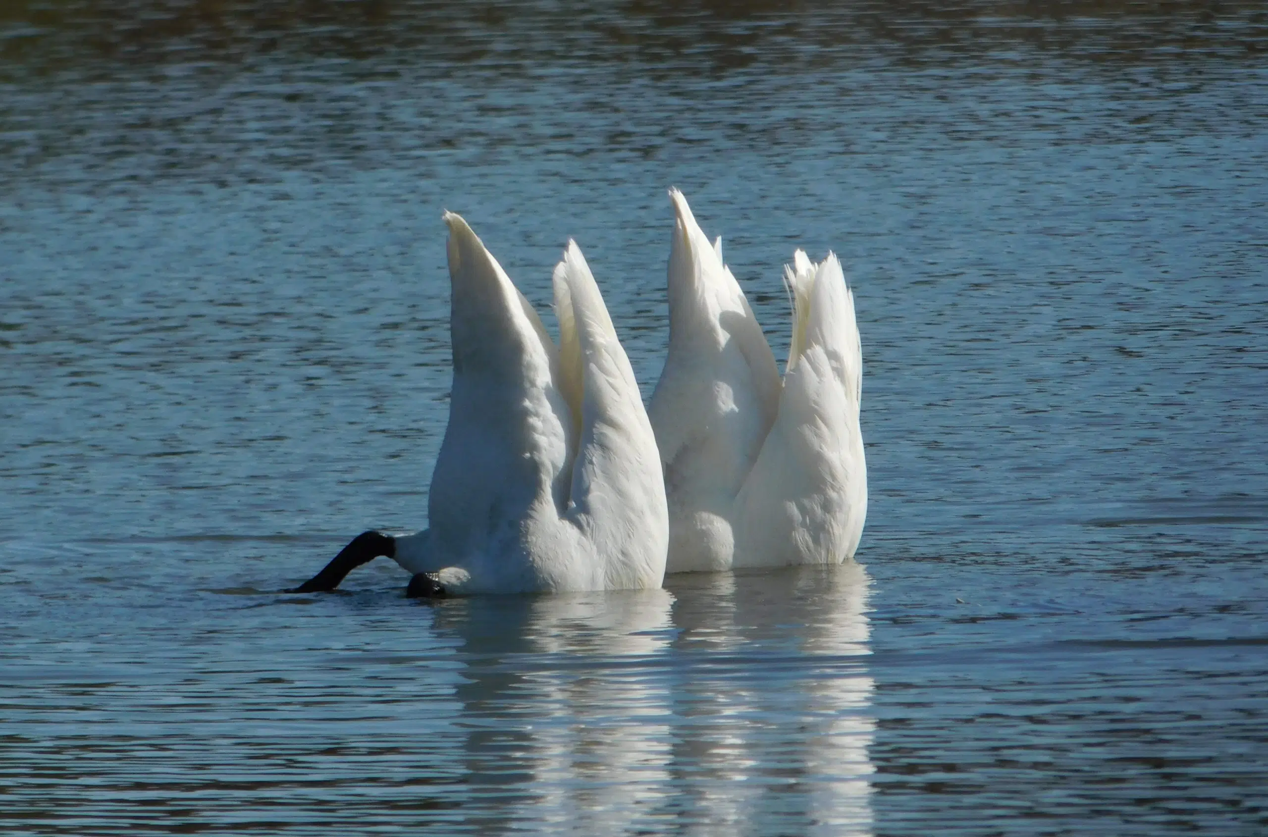 Bottoms Up