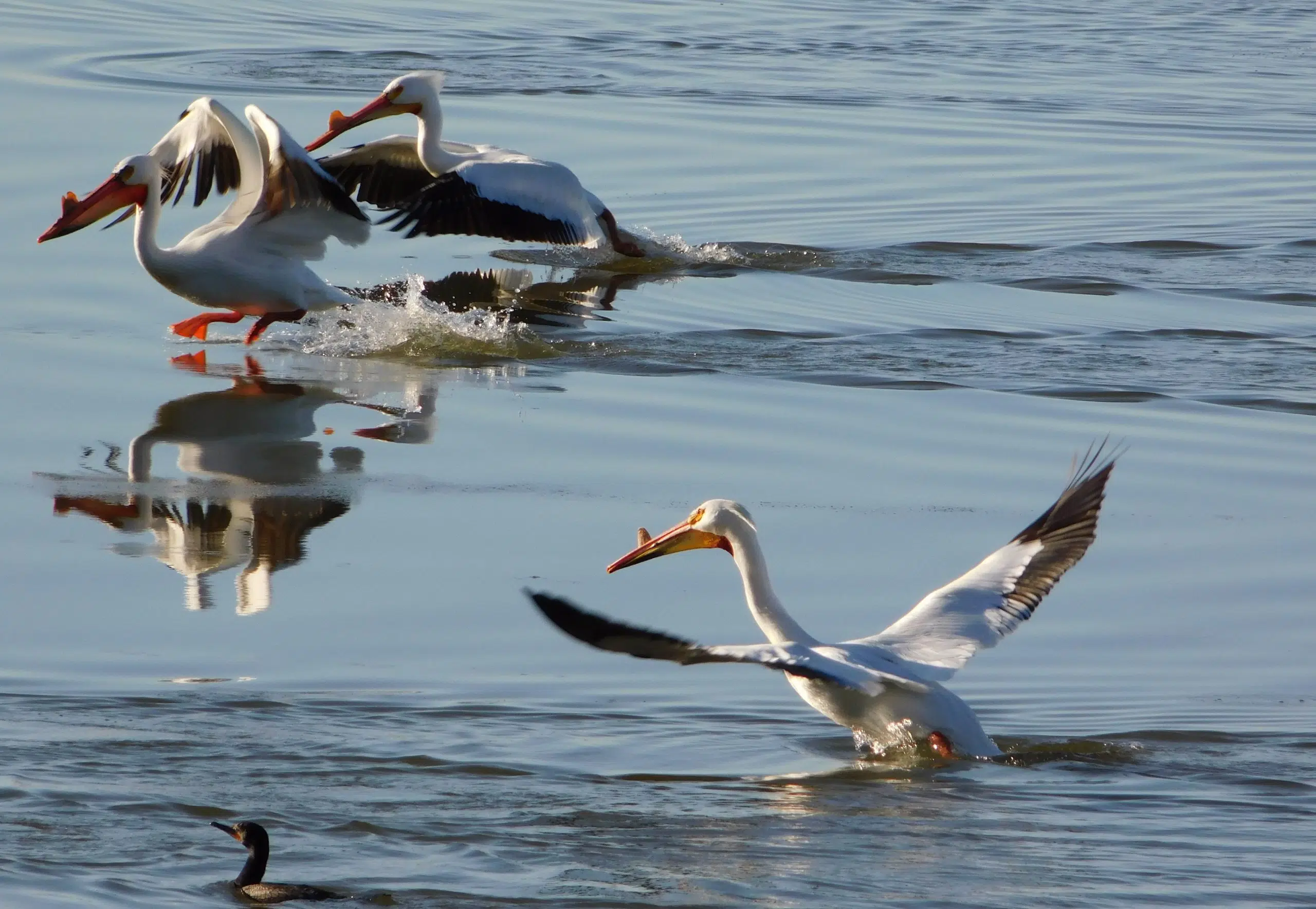 Pelicans On Wabigoon Lake