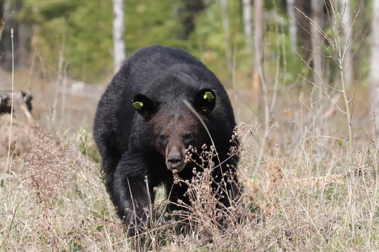 Spring Bear With "Earrings"