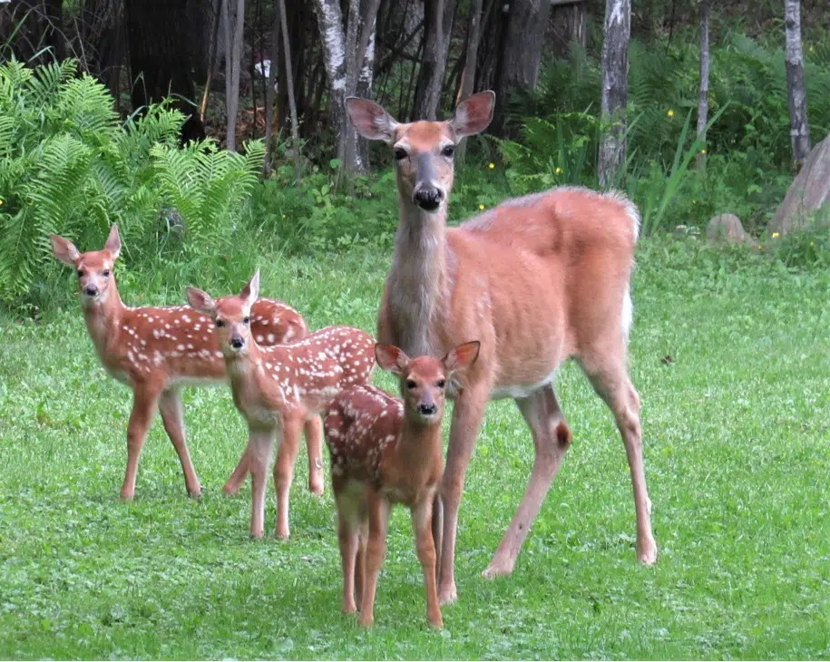 Triplets!!